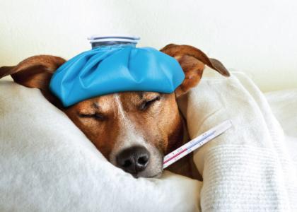 Dog flu CIV
