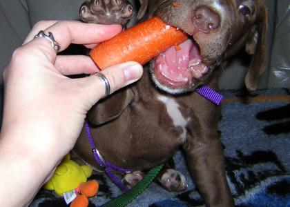 rocky_loves_carrots